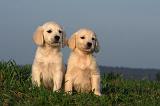 GOLDEN RETRIEVER 864